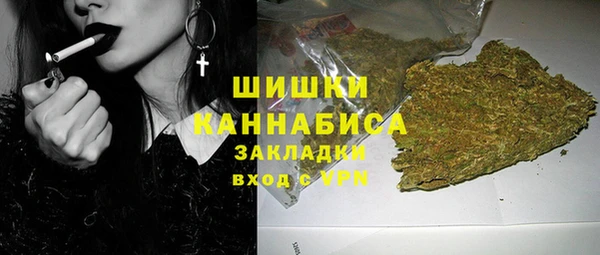 прущие грибы Новозыбков