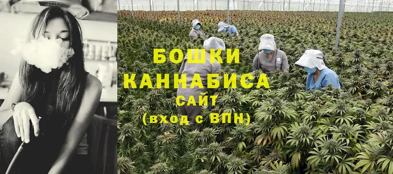 Шишки марихуана THC 21%  Курильск 